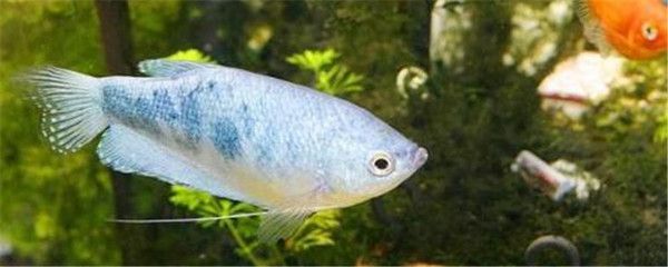 黃曼龍魚吃小魚嗎(黃曼龍魚會吃小魚嗎) 龍魚百科 第2張 黃曼龍魚吃小魚嗎(黃曼龍魚會吃小魚嗎) 黃曼龍魚吃小魚嗎(黃曼龍魚會吃小魚嗎) 龍魚百科 第2張