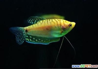 黃曼龍魚吃小魚嗎(黃曼龍魚會吃小魚嗎) 龍魚百科 第1張 黃曼龍魚吃小魚嗎(黃曼龍魚會吃小魚嗎) 黃曼龍魚吃小魚嗎(黃曼龍魚會吃小魚嗎) 龍魚百科 第1張