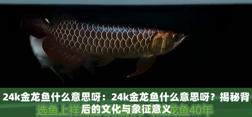 24k金龍魚什么意思呀：24k金龍魚什么意思呀？揭秘背后的文化與象征意義