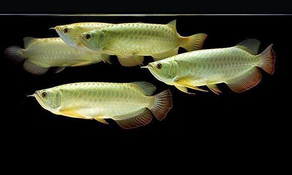 高背金龍魚圖片大全集欣賞視頻