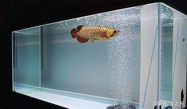 龍魚缸多大合適