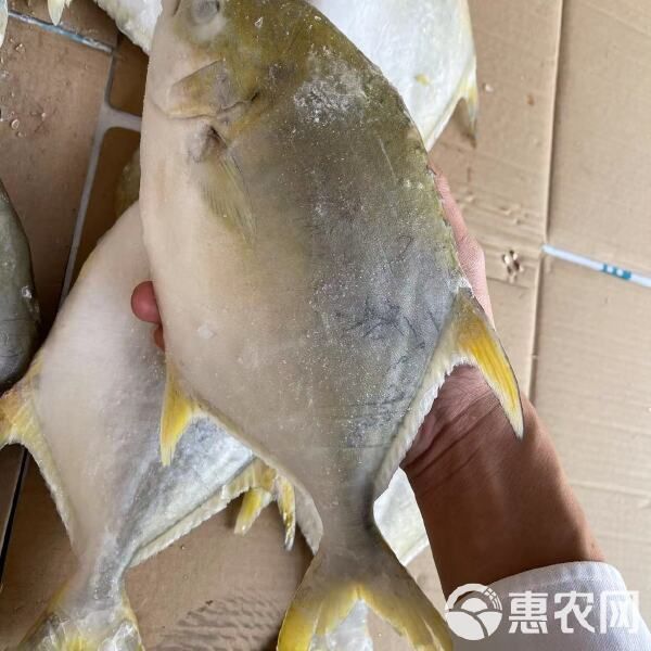 金鯧魚一般價(jià)格表