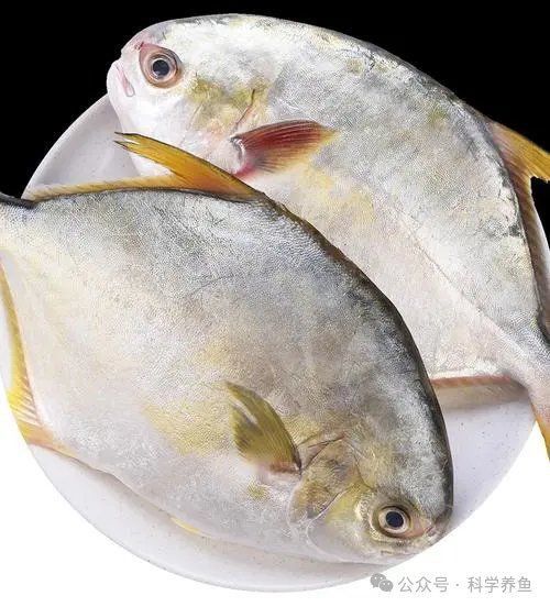 金鯧魚一般價(jià)格表