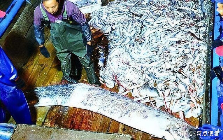 龍王魚十大排名