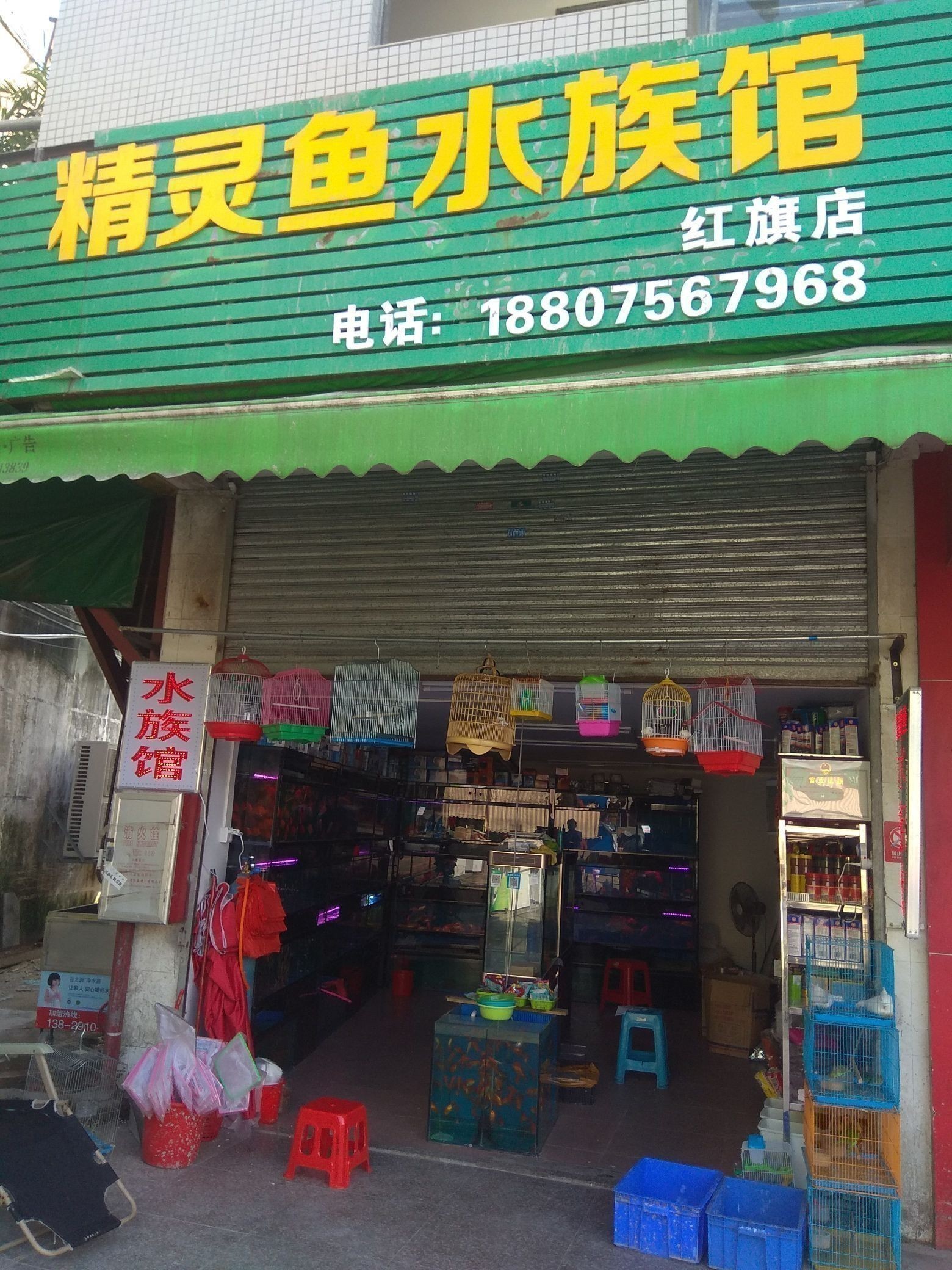 珠海魚缸 龍魚世家水族館認真