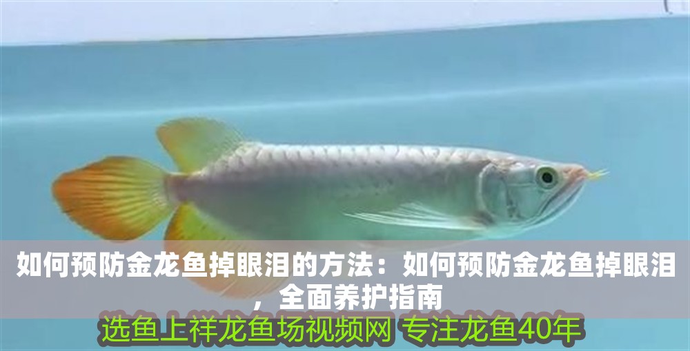 如何預防金龍魚掉眼淚的方法：如何預防金龍魚掉眼淚，全面養護指南 如何預防金龍魚掉眼淚的方法：如何預防金龍魚掉眼淚，全面養護指南 龍魚百科 第1張