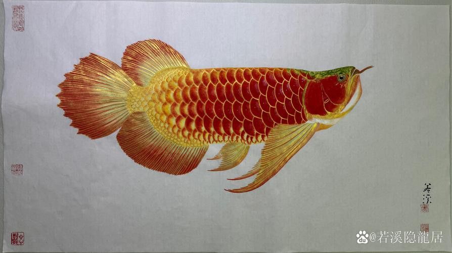 金龍魚國畫圖片大全欣賞