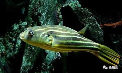 斑馬狗頭魚能和龍魚一起養么視頻：斑馬狗頭魚可以和什么魚混養