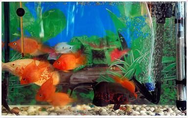 家里養紅龍魚的風水（紅龍魚與家居裝飾搭配指南，）
