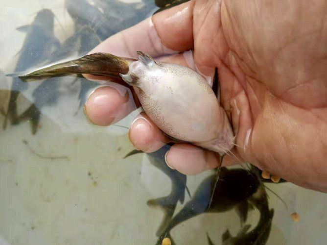 魚身上潰爛的致死原因