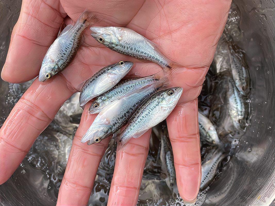 魚身上潰爛的致死原因