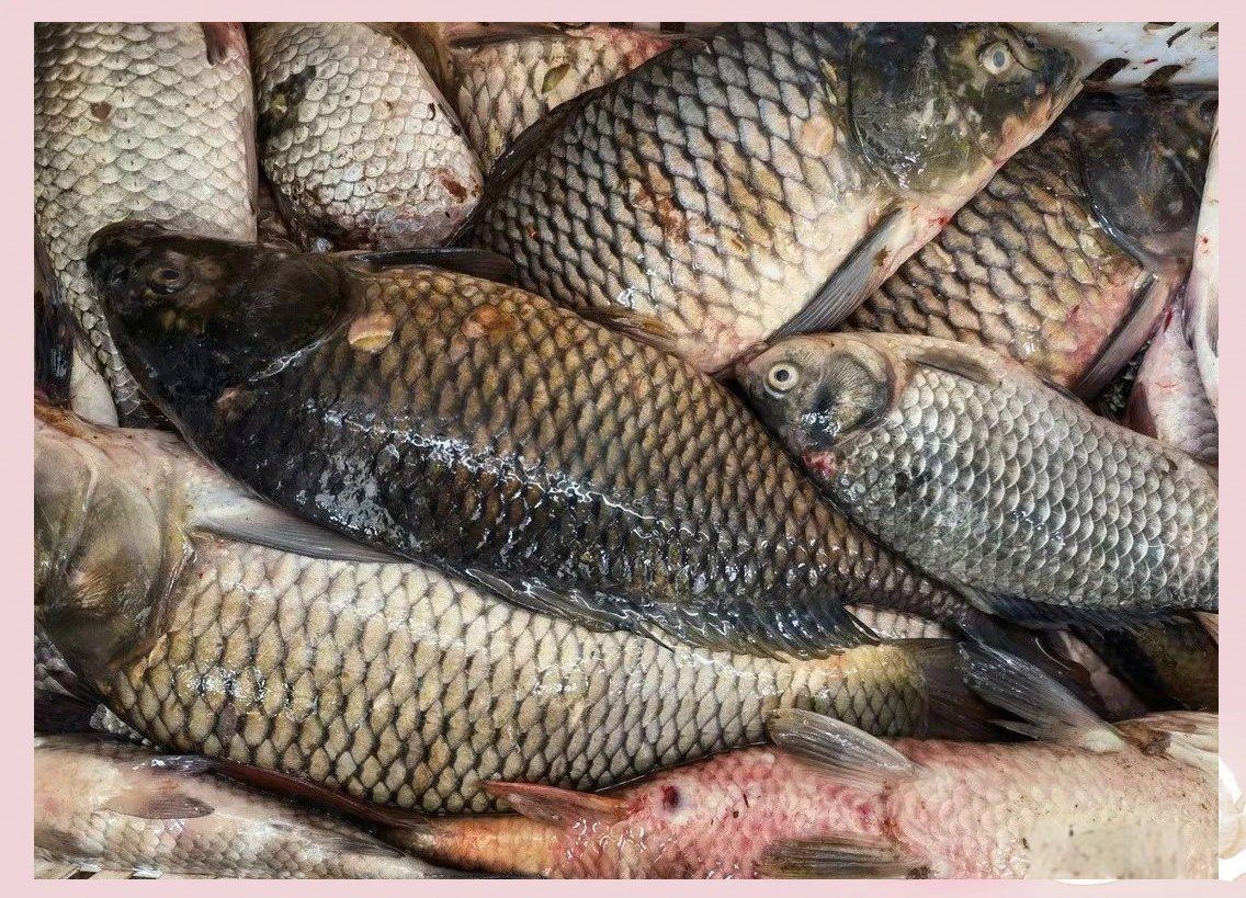 魚身上潰爛的致死原因