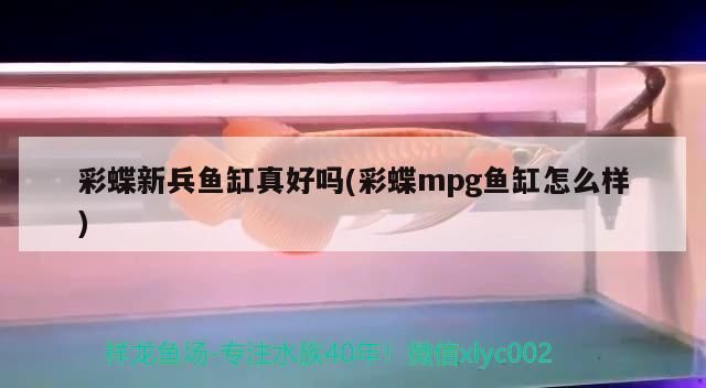 彩蝶新兵魚缸真好嗎(彩蝶mpg魚缸怎么樣)