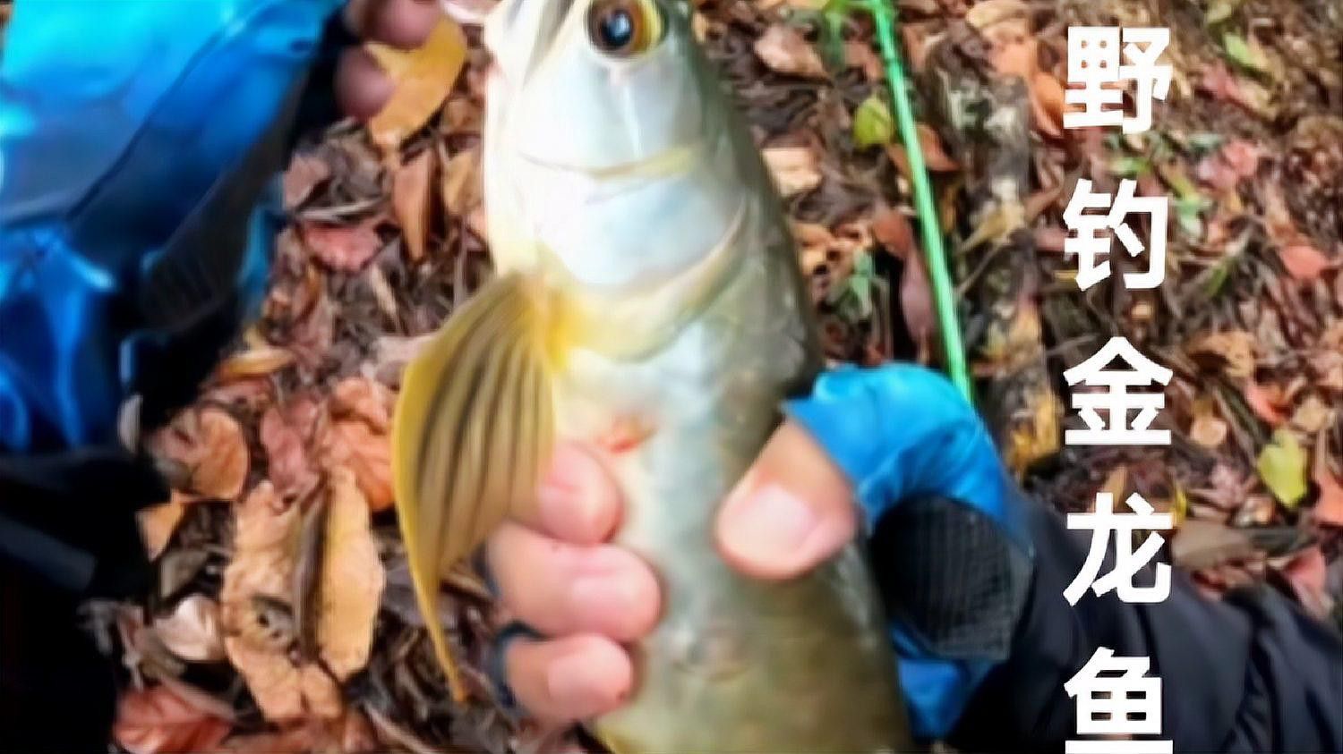 釣魚大咖金龍魚怎么釣