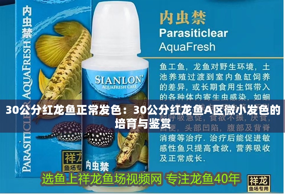 30公分紅龍魚正常發色：30公分紅龍魚A區微小發色的培育與鑒賞