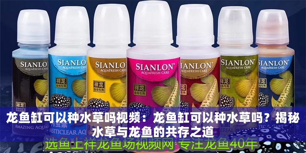 龍魚缸可以種水草嗎視頻：龍魚缸可以種水草嗎？揭秘水草與龍魚的共存之道