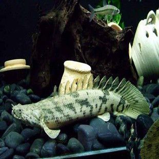 龍魚缸可以種水草嗎視頻：龍魚缸可以種水草嗎？揭秘水草與龍魚的共存之道