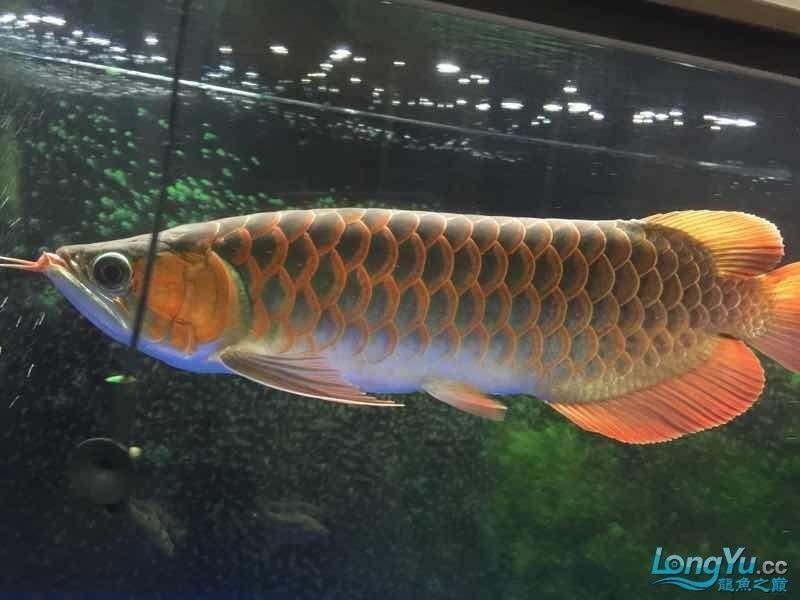 龍魚兜嘴手術做完會復發嗎