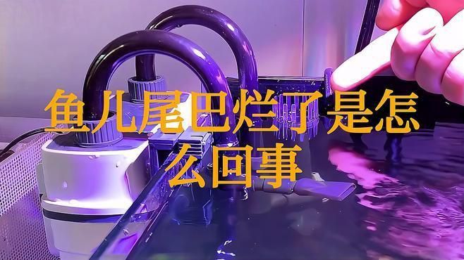 如何判斷龍魚是否患爛尾病？