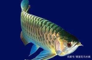 銀龍魚常見疾病的預防：如何避免銀龍魚自切癥，銀龍魚營養均衡飲食方案