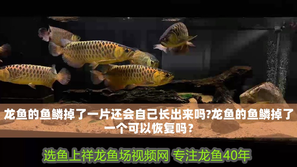 龍魚的魚鱗掉了一片還會自己長出來嗎?龍魚的魚鱗掉了一個可以恢復嗎？