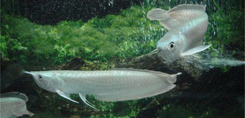 十大名貴龍魚有哪些名字（世界十大名貴龍魚） 十大名貴龍魚有哪些名字（世界十大名貴龍魚） 龍魚百科 第5張