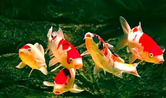 錦鯉魚養(yǎng)幾條最好最招財(cái)