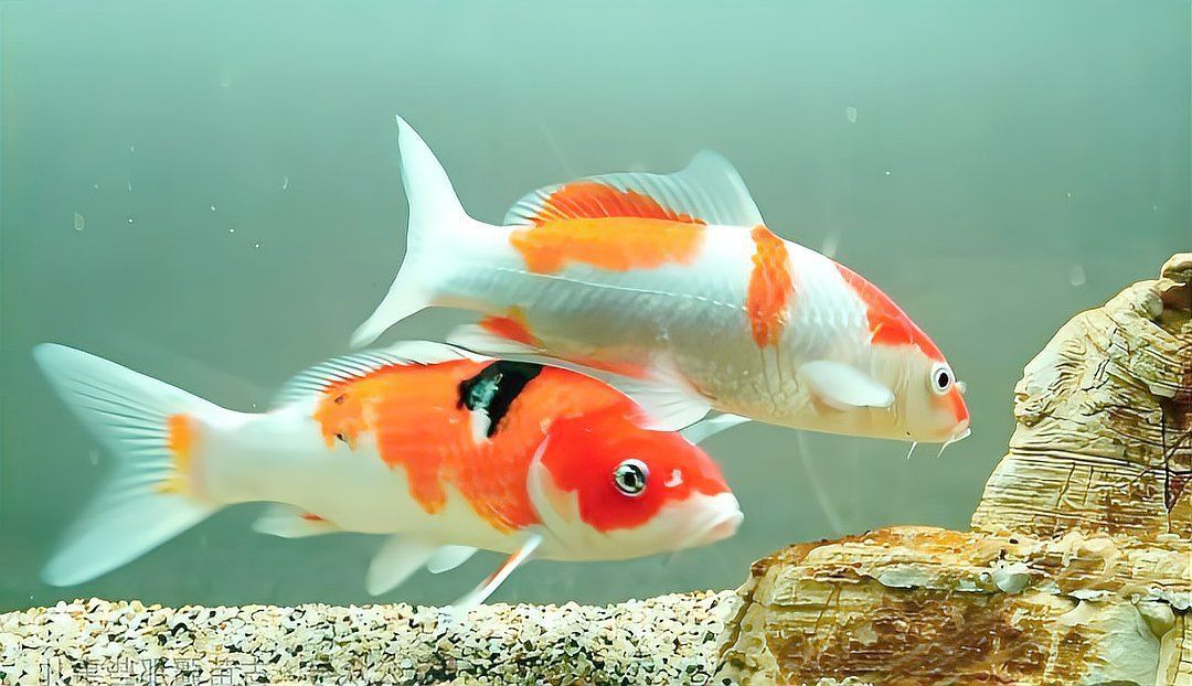 錦鯉魚養(yǎng)幾條最好最招財(cái)