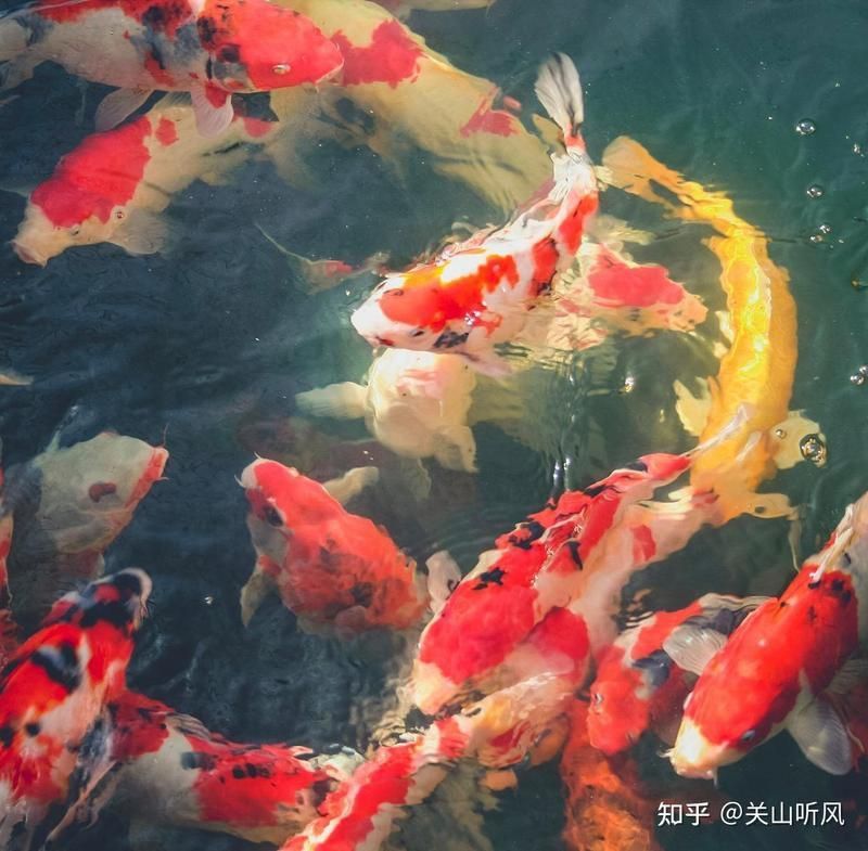 錦鯉魚養(yǎng)幾條最好最招財(cái)