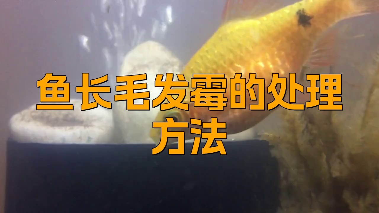 銀龍魚水霉病的治療方法