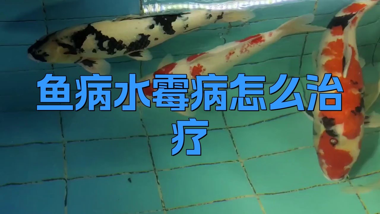 銀龍魚水霉病的治療方法
