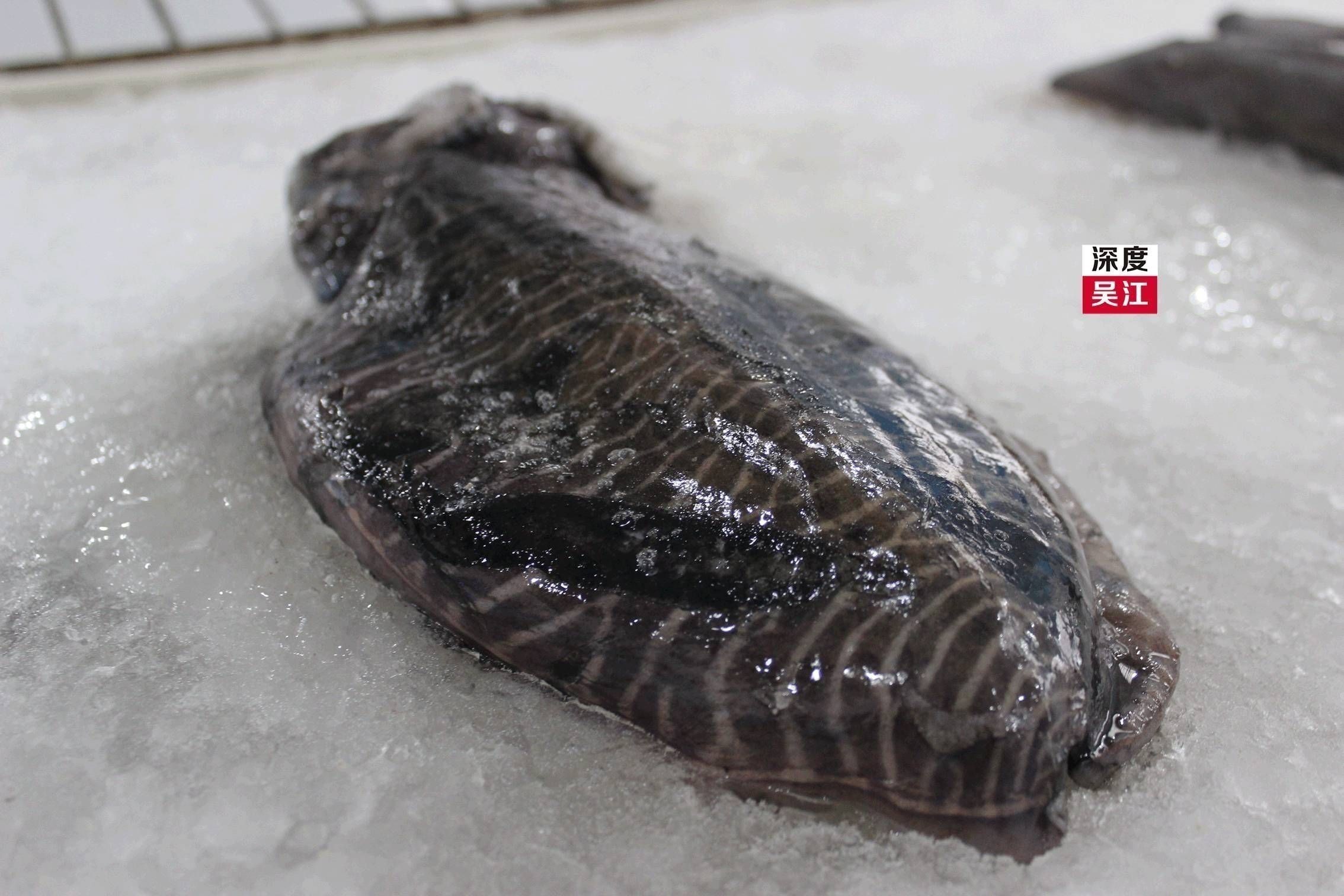 水龍魚的功效與作用補性：水龍魚是一種營養豐富、口感優良的食材，它的功效與作用