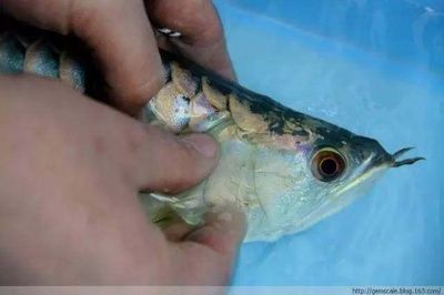 龍魚身上的粘膜脫落：龍魚身上的粘膜脫落主要是由于水質問題和外界刺激引起的