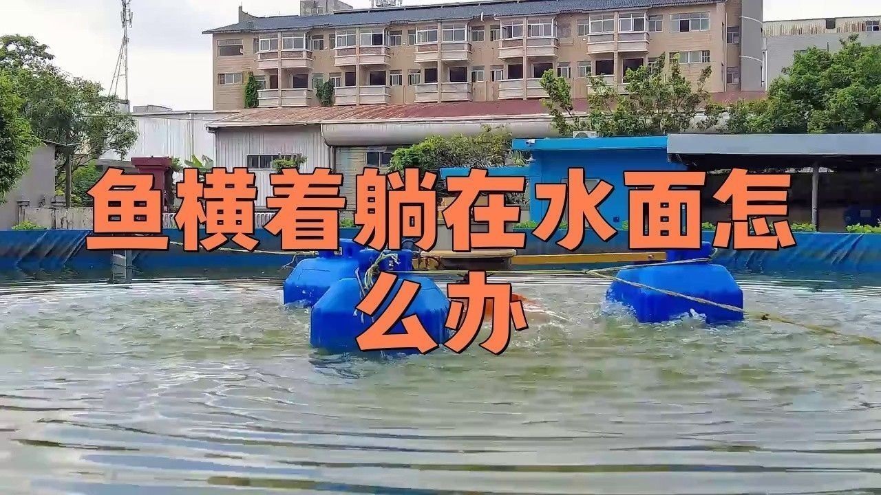 龍魚橫著漂浮在水面上怎么辦