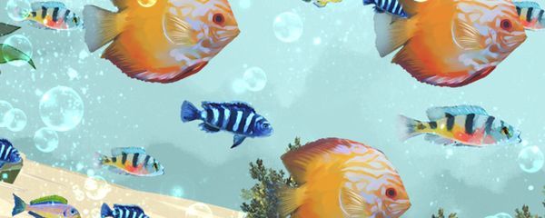 埃及神仙魚生活習性與鑒別，埃及神仙魚的生活習性