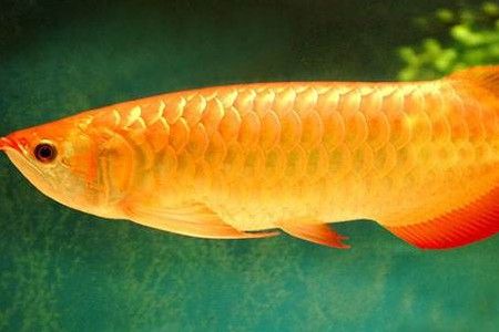 怎么看金龍魚血統真假