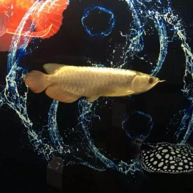 金龍魚多久不返垢