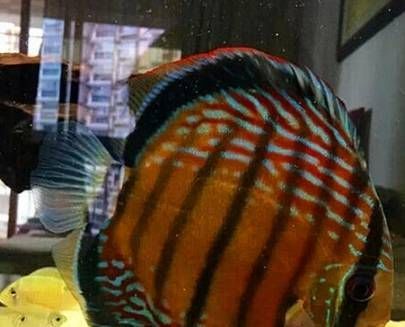 雷龍魚和鯉魚一起養，混養雷龍魚和錦鯉的注意事項