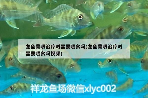龍魚蒙眼治療期間能喂食嗎：龍魚蒙眼恢復期如何選食
