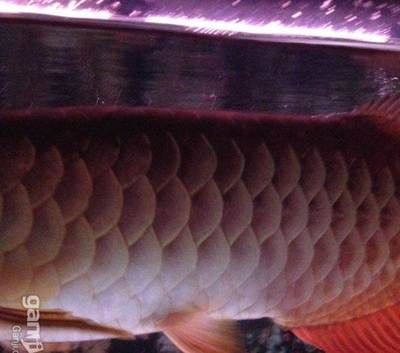 北京龍魚群：關于北京龍魚的問題