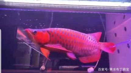 龍魚關刀鰭：heniochuschrysostomus龍魚關刀鰭治療方法