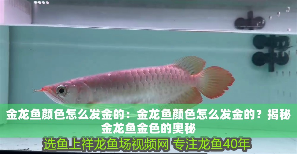 金龍魚(yú)顏色怎么發(fā)金的：金龍魚(yú)顏色怎么發(fā)金的？揭秘金龍魚(yú)金色的奧秘