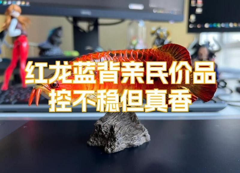 藍(lán)底紅龍的市場價格如何？