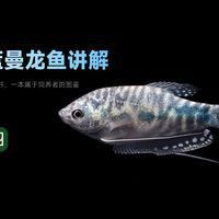 藍曼龍魚多久換一次水？
