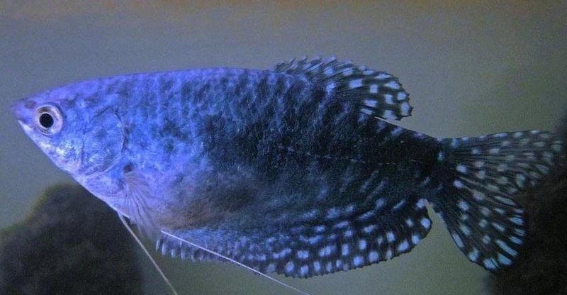 藍曼龍魚多久換一次水？