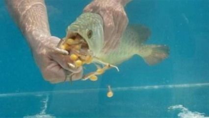 金龍魚吃的蟲子叫什么：關(guān)于金龍魚吃蟲子的詳細(xì)信息