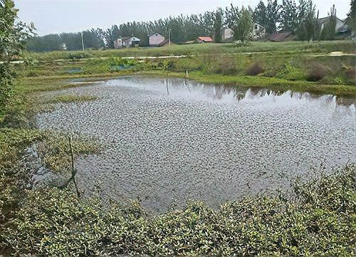 軟礦石塘泥養(yǎng)龍魚