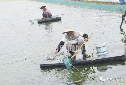 軟礦石塘泥養(yǎng)龍魚