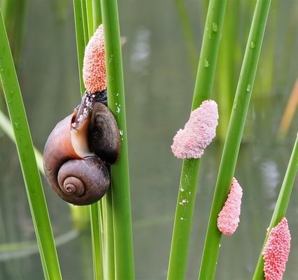 金龍魚小魚苗多少錢一條（金龍魚小魚苗價格）