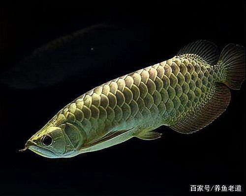 龍魚打架受傷后如何消毒？